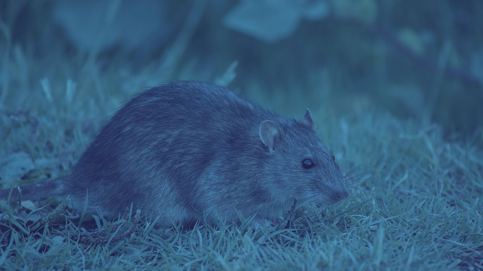 Kawalan tikus rat mouse control oleh East Pest Control Kelantan